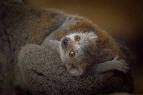 Endangered Crowned Lemur Born In Newquay Zoo