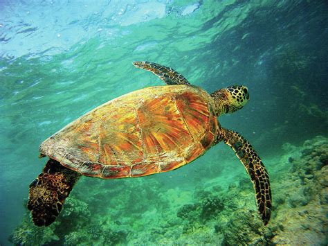 Sea Turtle Nesting Season Underway West Hawaii Today