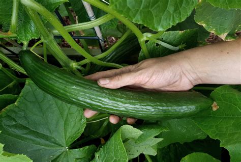 Tipps F R Gurken Aus Dem Eigenen Garten Gr Neliebe