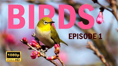 Symphony of Nature: A Mesmerizing Wildlife & Birdwatching Adventure