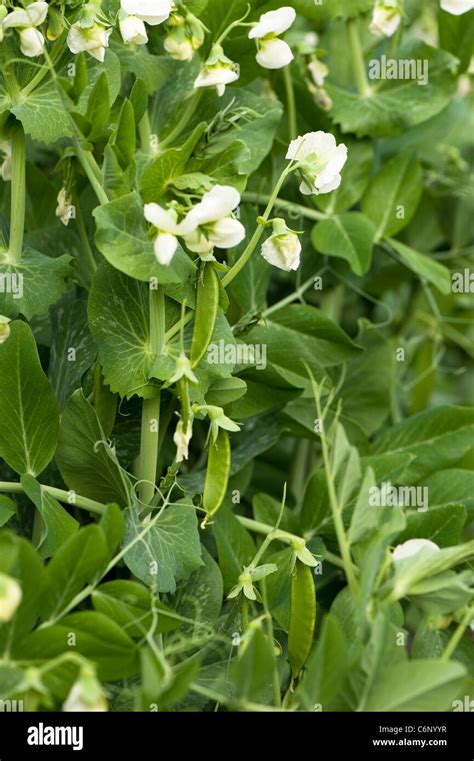 Flowers And Pea Pods On Pisum Sativum Ambassador Garden Peas Stock