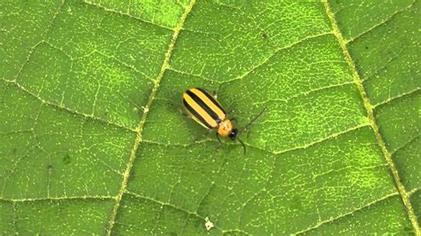Striped Cucumber Beetle Chysomelidae Acalymmia Vittatum On Leaf