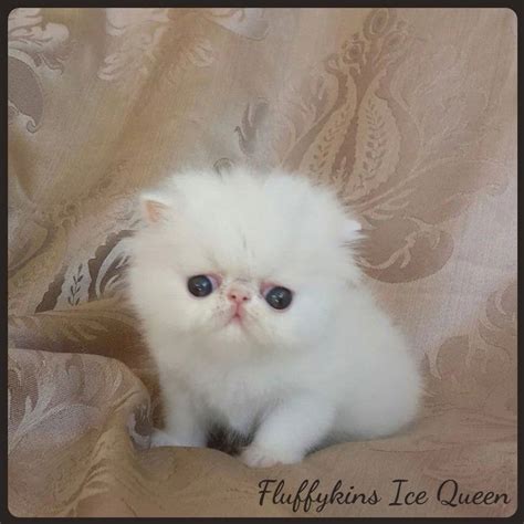 Fluffykins Ice Queen Fluffykins Whitecats Whitekitten Kittens