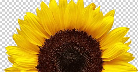 Common sunflower Sunflower seed, triple h sunflower ...