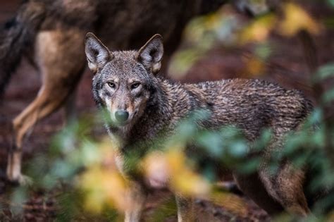 Red Wolves May Be Going Extinct In The Wild — Again The Denver Post