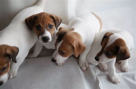 Josh martin is the proud owner of a female jack russell terrier named luna. 90 Female Jack Russell Terrier Dog Names | Jack russell ...