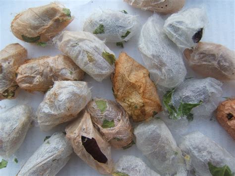 We did not find results for: These are Luna Moth Cocoons | after they have been left ...
