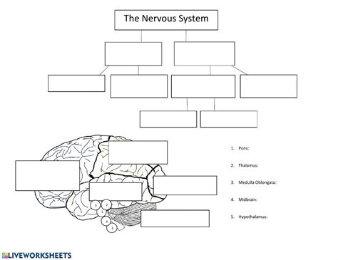 Structure and function / charles r. Central Nervous System Diagram Worksheet - Nervous System ...