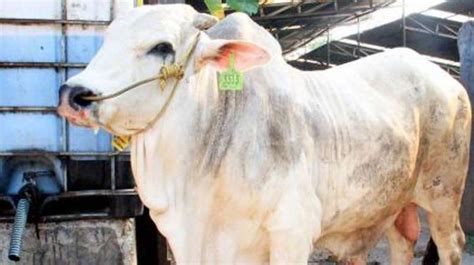 Jenis Sapi Pilihan untuk Hewan Kurban Idul Adha