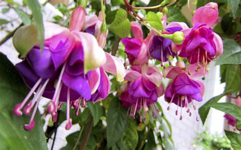 Thousand free online pictures of flowers and garden pics with free large size flower wallpapers and flower backgrounds. Fuchsia Flower Wallpaper Images Of Flowers Images Flower ...