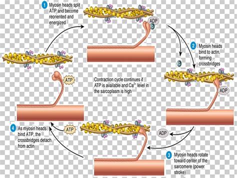 Sliding Filament Theory Png Images Sliding Filament Theory Clipart My