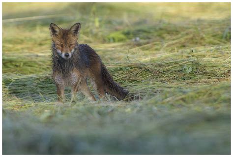 Survive At All Cost The Red Fox Vulpes Vulpes Is The Largest Of The