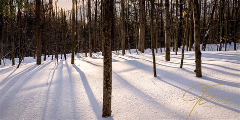 7 Essential Forest Photography Tips The Craftsy Blog