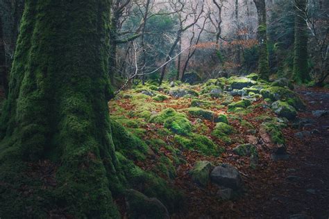 Stanley Ghyll Force, Lake District, Spring — Ian Cylkowski Photography