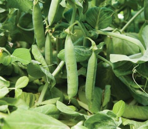 Heirloom Lincoln Peas Non Gmo Etsy In 2021 Garden Veggies Garden
