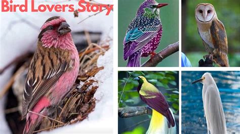 Bird Lovers Story Youtube