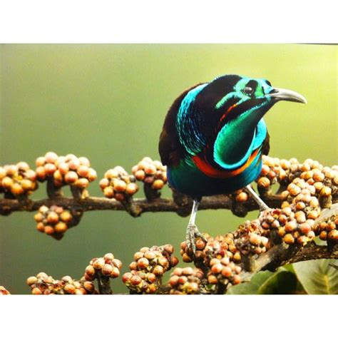 Photo Of A Bird Of Paradise From An Exhibit At The National Geographic Museum A Very