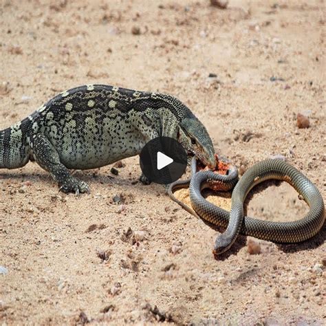 Fierce Fight Arrogant Cobra Meets Aggressive Monitor Lizard And Tragic