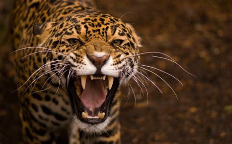 3931x2621 Jaguar Face Teeth Predator Big Cat Coolwallpapersme