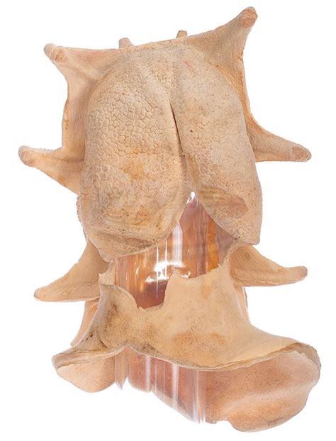 The head uses one of brian's masks and hats that he sells. Jeepers Creepers - Creeper's Costume Mask