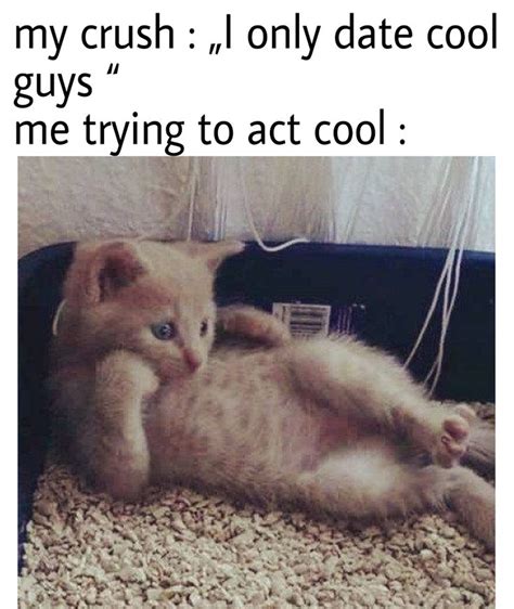 Edgy Meme Memes Animals Cats