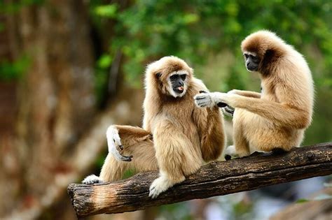 11 Monogamous Animals That Mate For Life Readers Digest