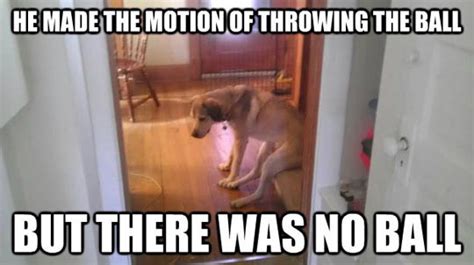 Dog Memes Part 5 The Good The Sad And The Funny Dogtime