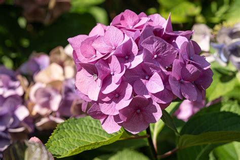 How To Grow And Care For Penny Mac Hydrangea