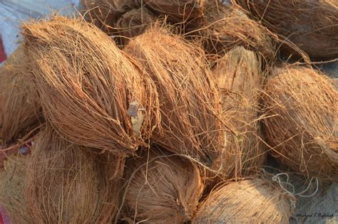 Significance Of Coconut In Hinduism