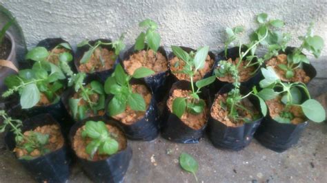 Kacang soya, kepala batas, pulau pinang, malaysia. Tanaman Herba: Gambar Pokok Herba