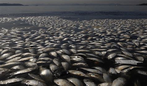 Rio Officials Probe Source Of Fish Die Off In Olympic Waters The