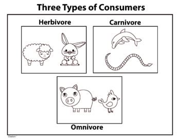CC Cycle 2 Week 3: How to Draw Herbivore, Carnivore & Omnivore | TpT