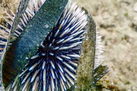 Underwater Sea Urchins On A Rock Close Up Underwater Urchins Stock