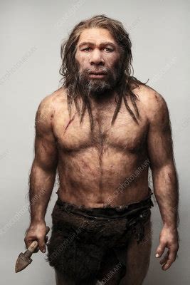 Neanderthal Model Stock Image C Science Photo Library
