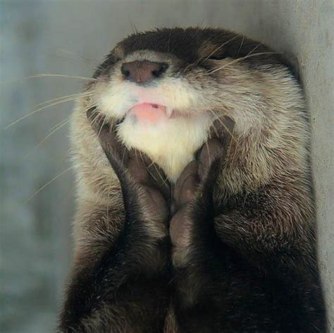 Happy Otter Is Happy Cute Animals Animals Beautiful Animals