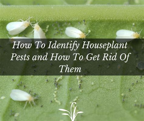Indoor Houseplant Pests How To Identify And Remove