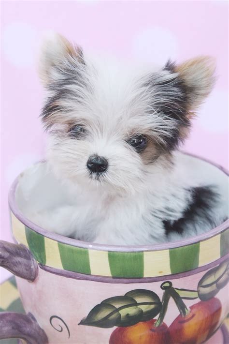 Teacup Biewer Yorkie 437 Teacup Puppies And Boutique