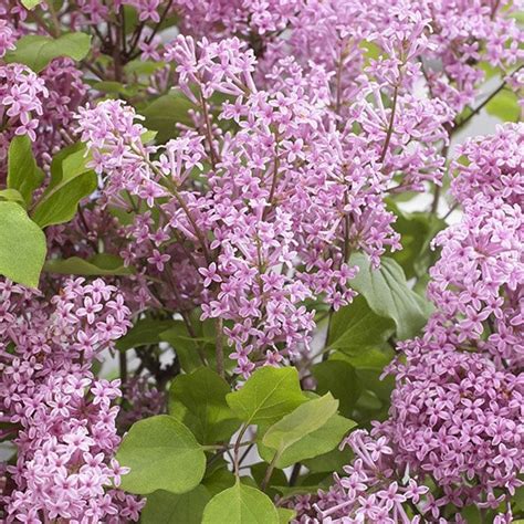Buy Repeat Flowering Dwarf Lilac Syringa Meyeri Flowerfesta Pink