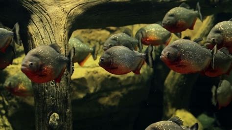 Amazon Predatory Piranha Fish Stock Footage Videohive