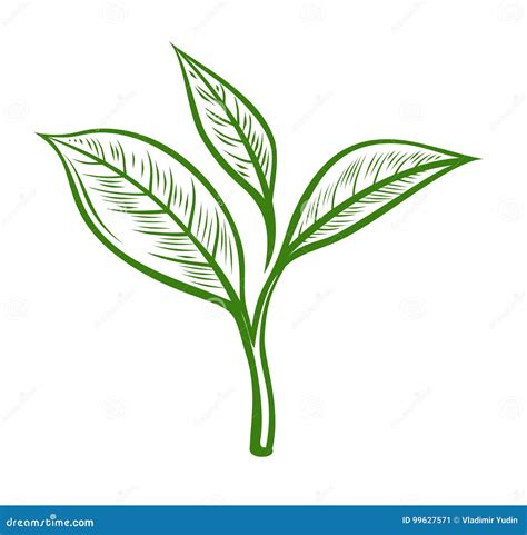 Vector Tea Leaves Stock Vector Illustration Of Flora 99627571
