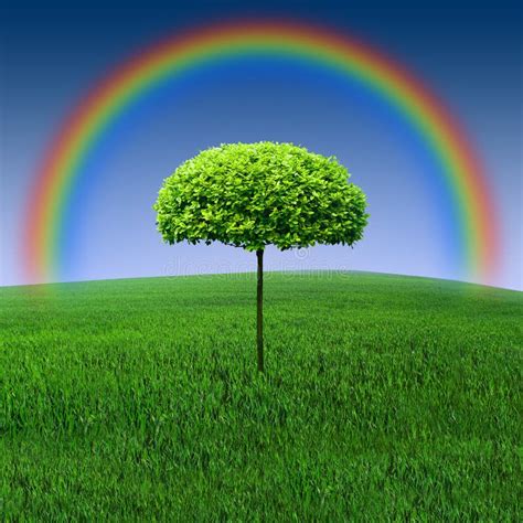 82 Tree Field Rainbow Free Stock Photos Stockfreeimages