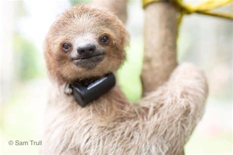 Slothy Sunday Saving Sloths Together Update