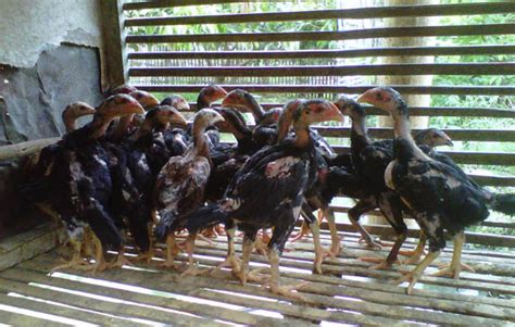 Ada beberapa latihan yang dapat dilakukan untuk mempersiapkan sebagai penghobi ayam terutama yang bermaksud memelihara ayam dengan tujuan untuk menjadikan ayam petarung harus mengerti kapan ayam. Cara Merawat Ayam Jago Bangkok Aduan yang Baik - alihamdan