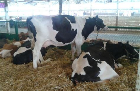 Research Shows That Cows Produce More Milk When Listening To Slow Jams