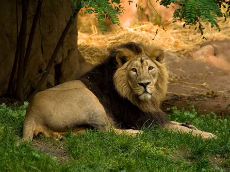Dieses digitale löwe gesicht bild wird in jeden raum. Asiatischer Löwe Foto & Bild | tiere, zoo, wildpark ...