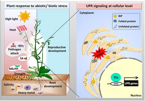 Frontiers Activation Of The Transducers Of Unfolded Protein Response In Plants