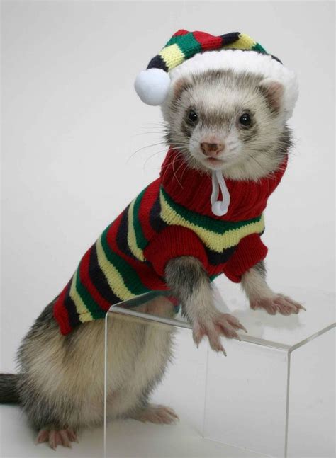 Marshall Ferret Cozy Sweater And Hat Set Multi Color Ferret