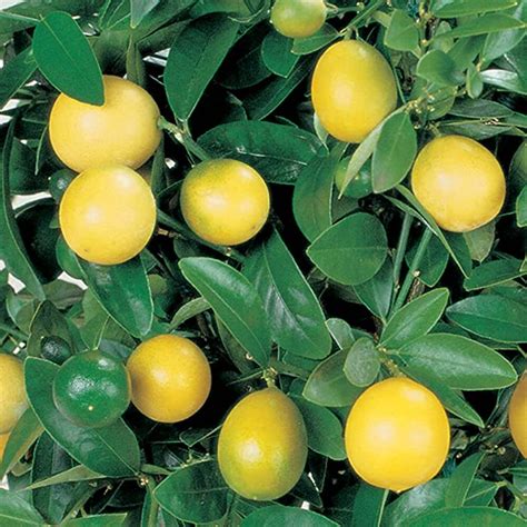 Buy Lemon Tree Lemon Tree Fruit Bush Citrus Plants Dwarf Citrus X