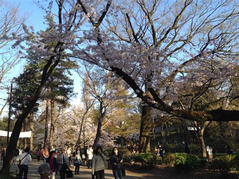 2015桜の満開＠井の頭公園 | いのぜん：井の頭公園vs善福寺公園