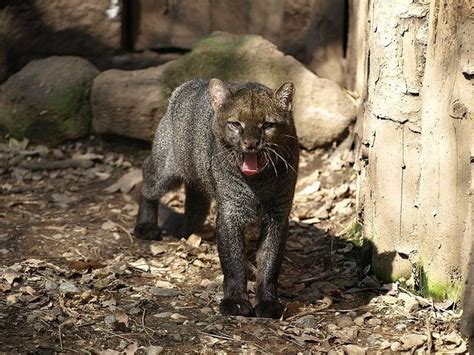 The Endangered Jaguarundi Is Coming Back To Texas Endangered Animals